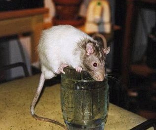 Mmm-mmm...with the fresh taste of rat