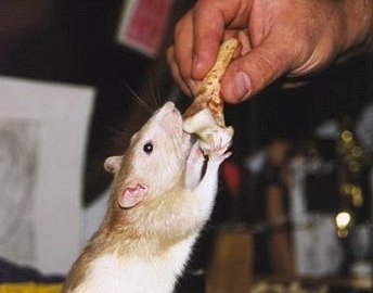 Who's a cute little carnivore?